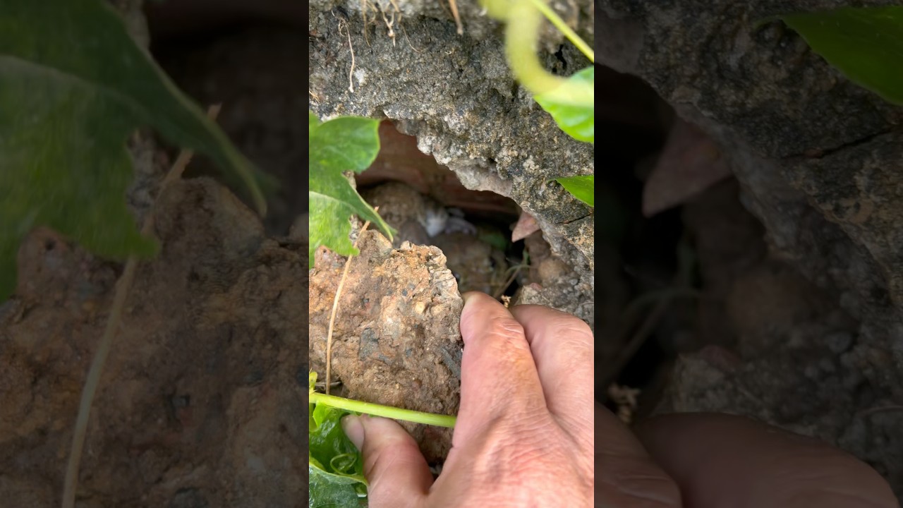 Girl encounters a snake in a hole #frog #tinyfrogs #nature #froglets #poolfrog #amazingfrog