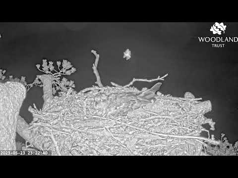 Another nocturnal visitor to Loch Arkaig Osprey Nest Two - a bat? visits 23 May 2023 (slo-mo repeat)