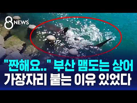 부산 항구에 갇힌 상어, 닷새째 바다로 못 돌아가고 있어요