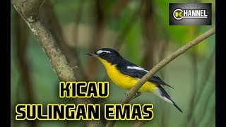 Download lagu Suara Burung Sikatan atau Sulingan Emas di Hutan mp3 Download lagu Suara Burung Sikatan atau Sulingan Emas di Hutan mp3