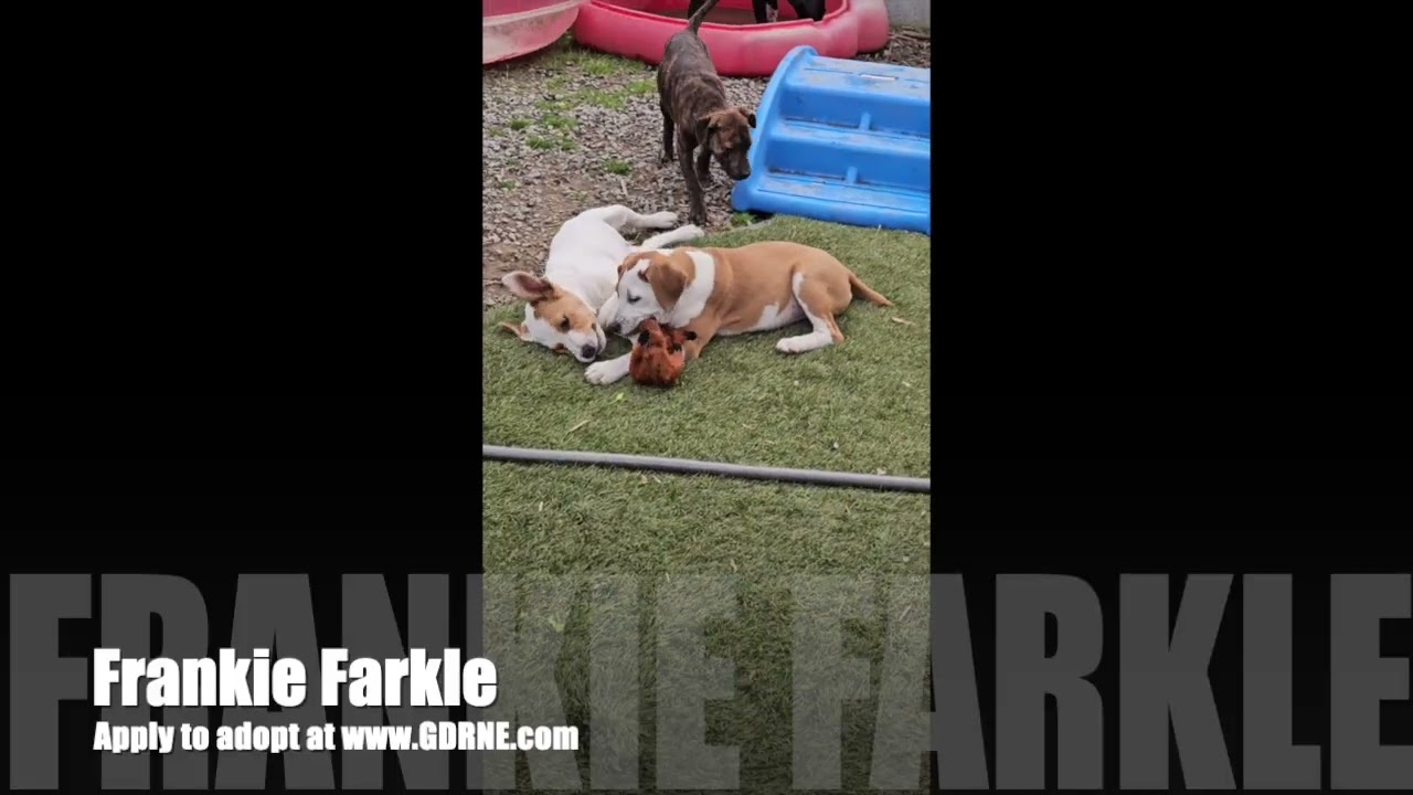 Enlarge Frankie Farkle, a ADOPTABLE mixed breed in Woburn, MA video 4/6