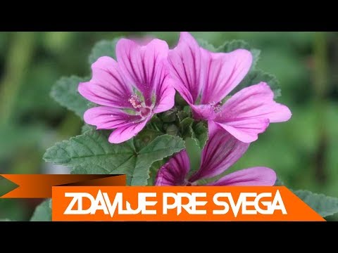 CRNI SLEZ  - Savrsen NARODNI lek, RECEPTI za Mnoge bolesti