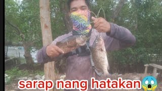 unlock 1kg mangrove snapper using my new baitcasting set up(fieldtest)