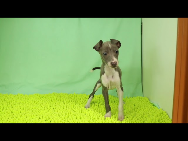 ブリーダー/ショップマロニエケンネル MARRONNIER KENNELのイタリアン・グレーハウンドで番号が2832です