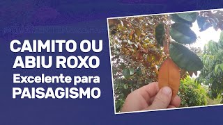 Miniatura do vídeo