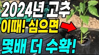 2024년 고추 이때! 심으면 몇배 더 수확! 고추 주렁주렁 달려 고추농사 대박!