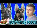How Much To Feed My German Shepherd