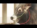 மாட்டு பொங்கல் Whatsapp Status 2022 Jallikattu Whatsapp Status Tamil Mattu
