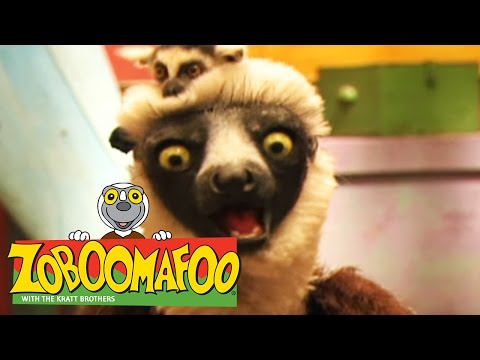 🐒 Zoboomafoo 🐒 105 | Happy Lemur Day - Full Episode | Kids TV Shows