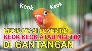 Download lagu How to Fix a Lovebird That's Stressed or Only Chirping at Competitions mp3