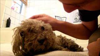 Blind dog rescue - Fiona