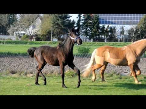 O Fortuna von Fürstenstern -Fürst Romancier Jährlingstute