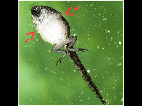 Zoología de vertebrados