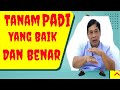 Cara Menanam Padi Yg Benar Bayudiningrat Bayusehatmandiri Pertanian