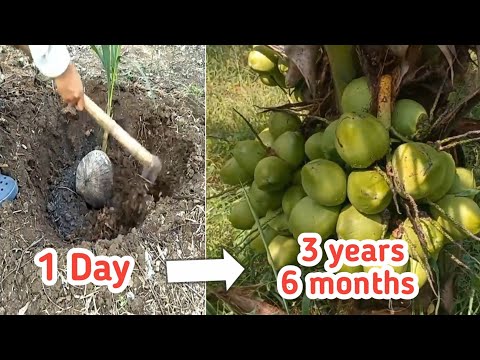 1 Day To 3 years 6 month, Plant Coconut Tree, Full Videos -  Coconut Crops