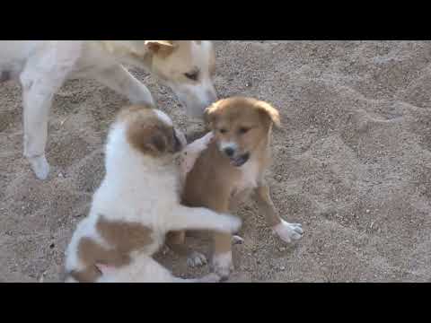 కుక్క పిల్లల స్నేహపూర్వక పోట్లాట / కొట్లాట / పోరాటం  - Friendly fight between puppies