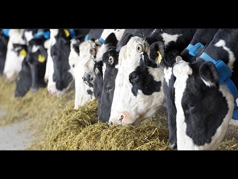 Mlečna kriza u EU - mleko u Srbiji