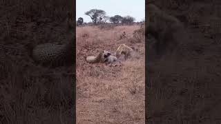 Leopard and hyena face off over a valuable meal