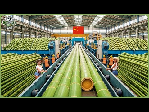 How Billions of Bamboo Are Processed Into Eco Products – Inside the World’s Massive Bamboo Industry