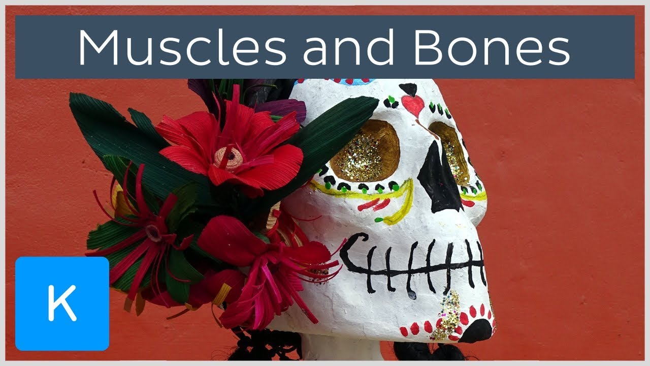 6 fun facts about muscles and bones - Human Anatomy | Kenhub