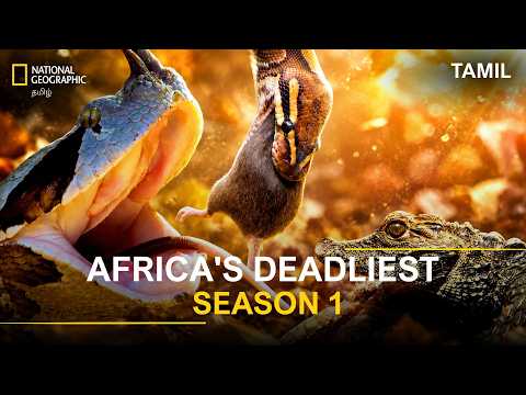 Africa's Deadliest