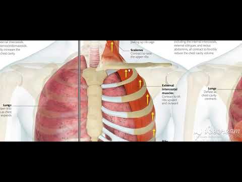 Thoracic cage