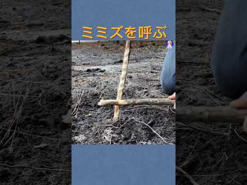 家庭菜園にミミズを誘引する方法 肥沃なマルチ土壌 園芸用化学薬品