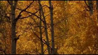 autumn beds - modest mouse (unofficial video)