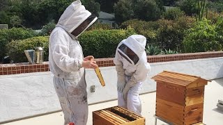 How to deal with a poisoned beehive with Janet and her mentor Hilary Kearney