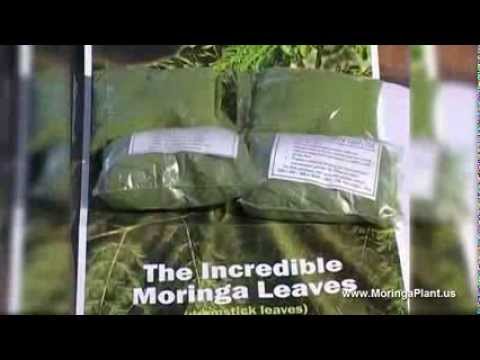Moringa Oleifera - Documentary about Moringa Superfood