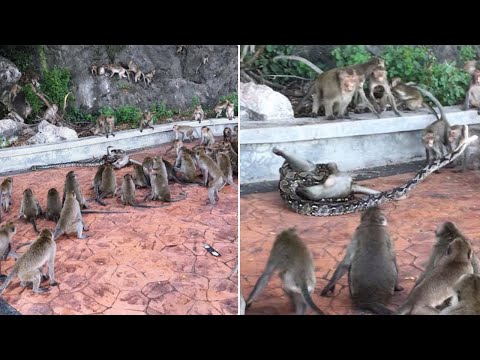 Wild Python Strangles Monkey As Troop Tries To Help