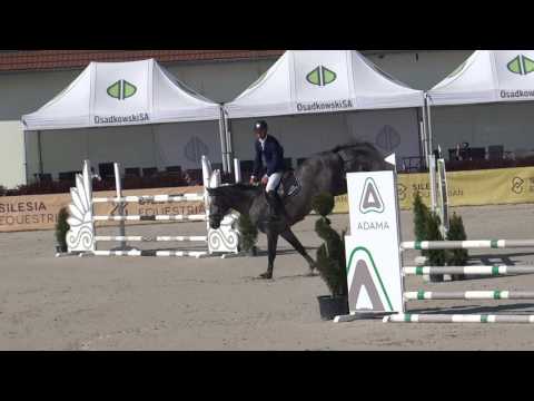 Vigor 4yo stallion Corvallo/Coriano x Qumball