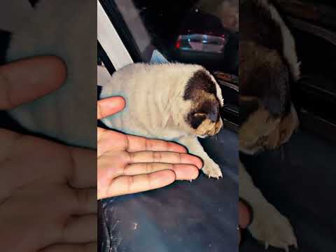Cutest puppy 🐶 #youtubeshorts #cute #animalowner #animallover #zoo #animalwelfare #animalpetcare