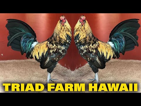 Beautiful Birds Black Grey Bates Pumpkin - Triad Farm Hawaii