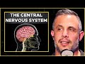 Optimize Your CENTRAL NERVOUS SYSTEM (CNS) For STRENGTH AND MUSCLE GAINS