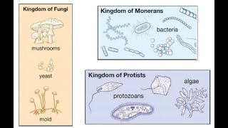 Y6 Science - The Kingdoms of Monera, Protista and Fungi