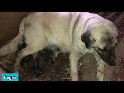ANADOLU ÇOBAN KÖPEĞİ DOĞUM ANI (Efsane Samsun Torunu Narin Dişimiz)