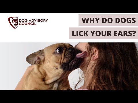 YouTube video about: Why do dogs lick your tears?