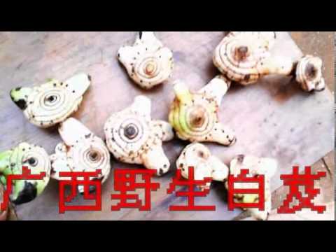 白芨种植技术, 白芨水, 中药白芨, 中药白芨的作用, 白芨粉