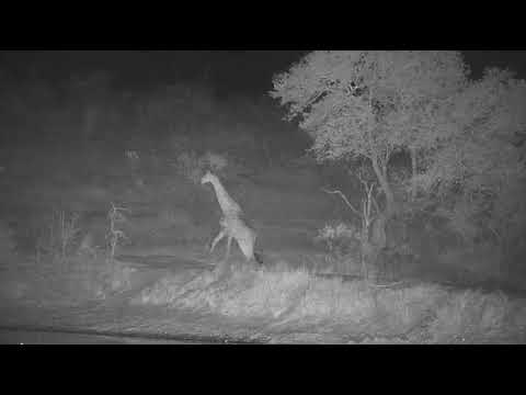 Djuma: Giraffe at night - 19:26 - 08/25/20