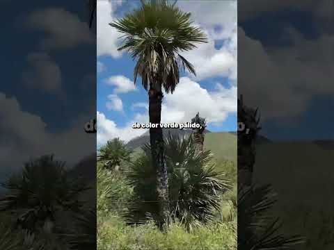 Yendo a la Laguna de Cristal: Pero por qué el nombre de Papagayos?