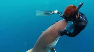 A Loving Dusky Shark