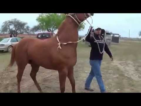Glenfarclas Cross Country Chase   Uncle Junior