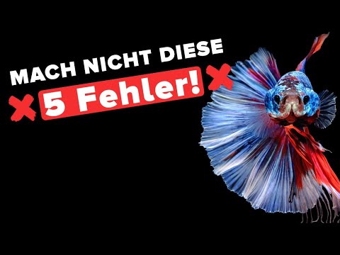 Haltung von BETTA Kampffischen! 5 Fehler die du UNBEDINGT vermeiden solltest! ⚠️