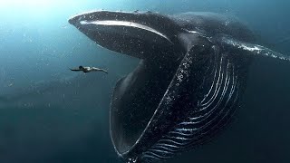 Самые Большие Монстры Океана! Самые большие животные океана.