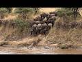 Wildebeest Formed A Wall And Left The Leopard With No Way Out