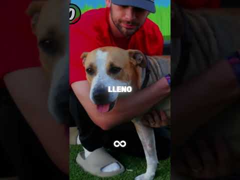 MrBeast Ayudó a Este Perro a Encontrar FAMILIA❤️‍🩹🥹 #shorts