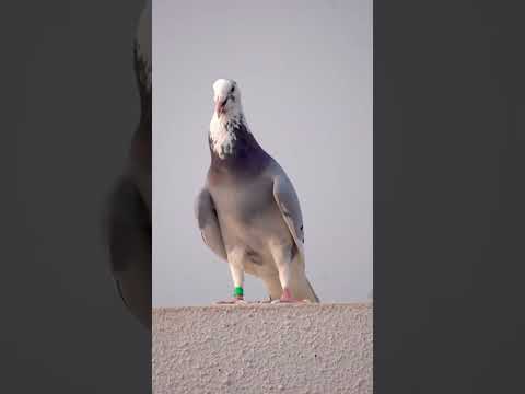 ❤️‍🔥👑👀🕊️#insta #instagram #instagood #love #instadaily ##like #instalike #photography #photo