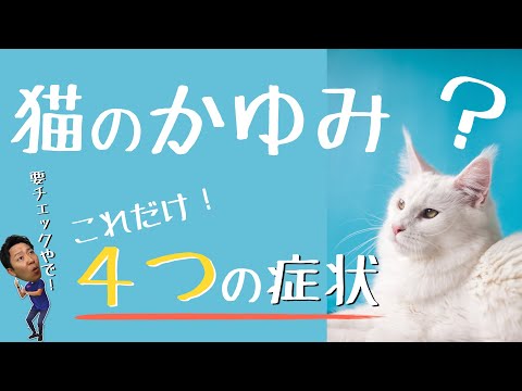 猫の耳の炎症 - 症状、原因、治療法
