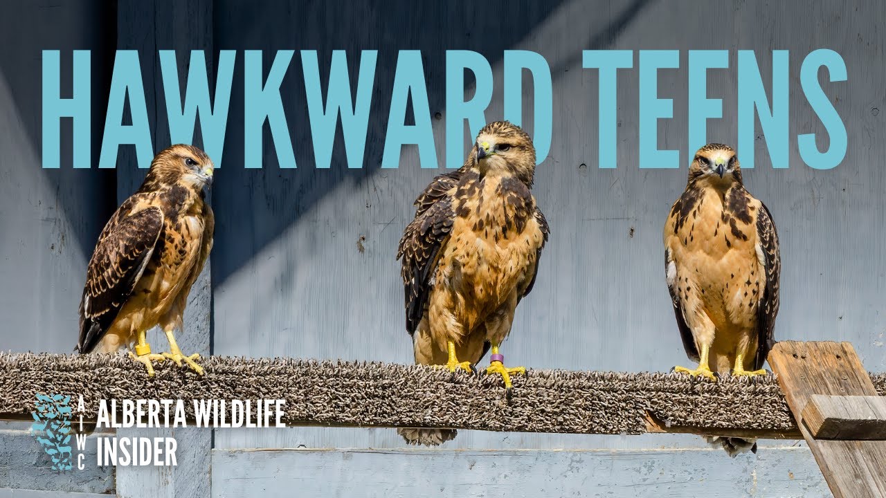 How we help "teenage" hawks make their first migration